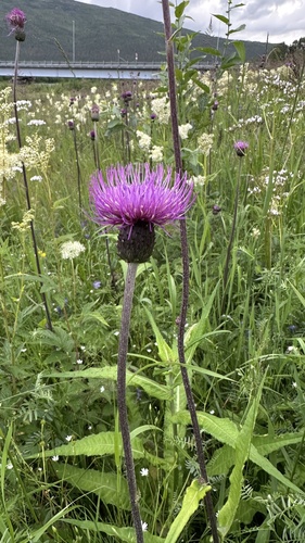 Melancholy Thistle