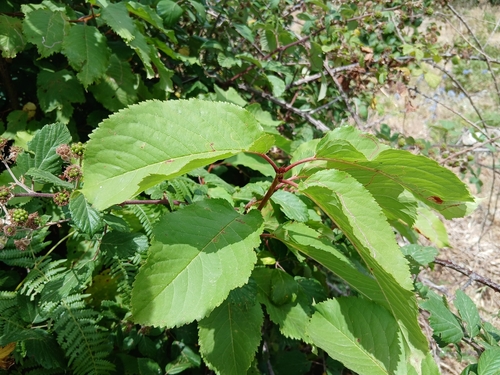wild cherry