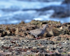 Streptopelia decaocto