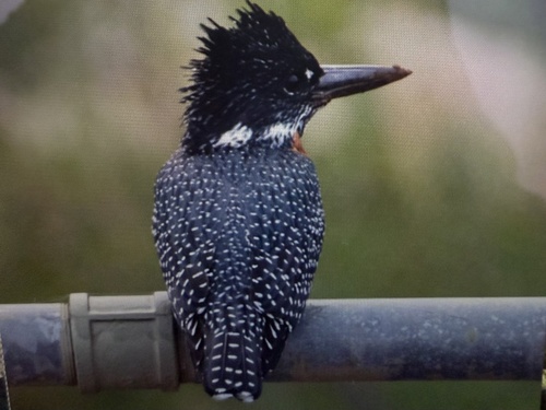 iNaturalist image