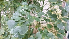 Polyscias balfouriana