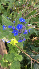 Pentaglottis sempervirens