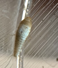 Lepisma