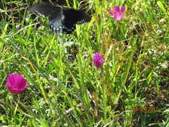 Callirhoe involucrata