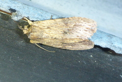 Lithophane hemina