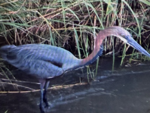 iNaturalist image