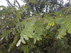 Tipuana tipu