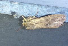 Lithophane hemina