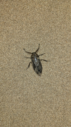 Australasian Giant Water Bug