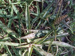 Aloe greenii