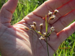 Fimbristylis puberula