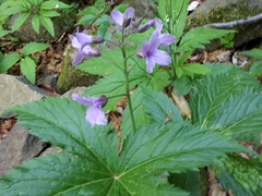 Cardamine pentaphyllos