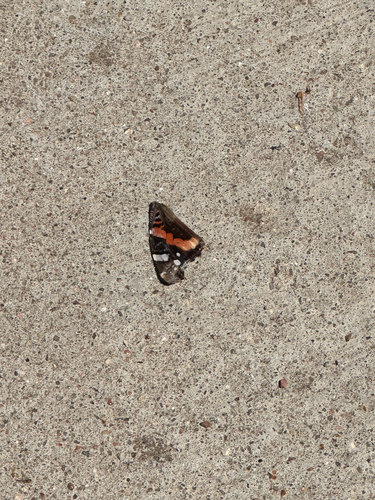 Red Admiral