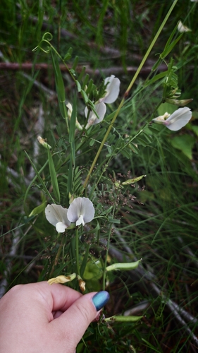 Vicia grandiflora