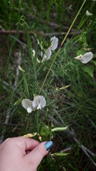 Vicia grandiflora