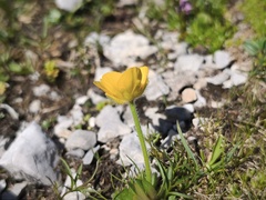 Ranunculus montanus, photograph (c) arthur_haendler, some rights reserved (CC BY)