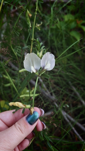 Vicia grandiflora, photograph 2
