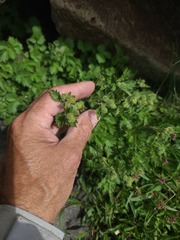 Drymocallis pseudorupestris, photograph author not stated, no rights reserved