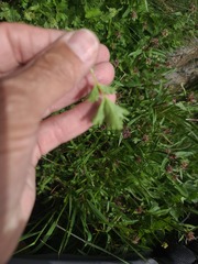 Drymocallis pseudorupestris, photograph author not stated, no rights reserved