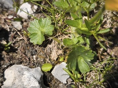 Ranunculus montanus