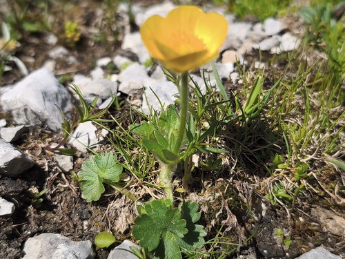 Ranunculus montanus, photograph 1