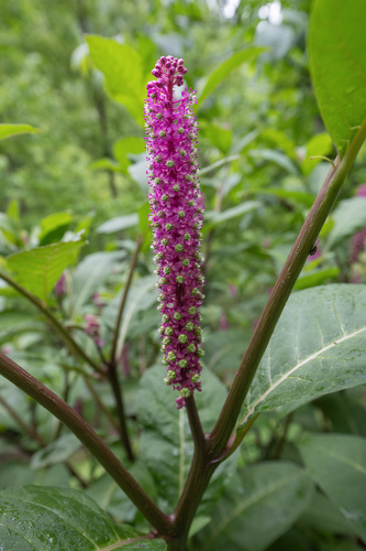 Chinese Pokeweed