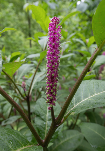 Phytolacca polyandra, photograph 2