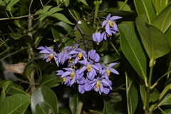 Solanum seaforthianum