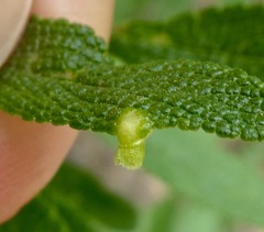 Rhopalomyia audibertiae