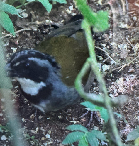 Sierra Nevada Brushfinch (Arremon basilicus), photo 2