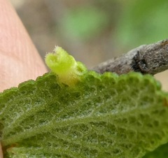 Rhopalomyia audibertiae