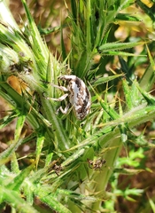 Larinus onopordi