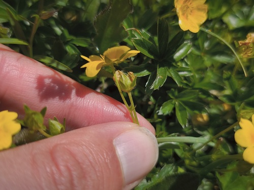 Potentilla aurea, photograph 6