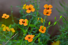 Papaver heterophyllum
