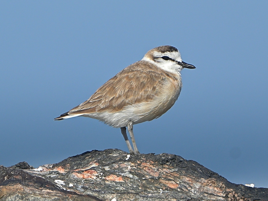 White-Fronted Plover