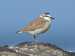 White-Fronted Plover photo 1