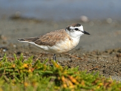 White-Fronted Plover photo 3
