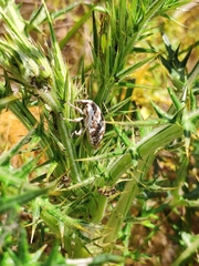 Larinus onopordi