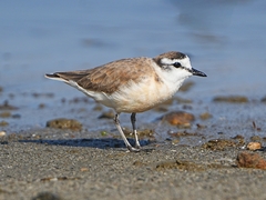 White-Fronted Plover photo 4