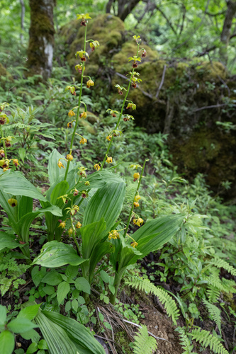 Calanthe tricarinata, photograph 5