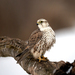 Saker Falcon - Photo (c) Rino Di Noto, some rights reserved (CC BY-NC), uploaded by Rino Di Noto