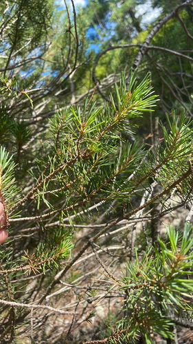 Jack pine