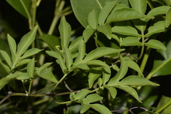 Solanum seaforthianum