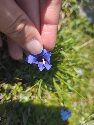 Gentiana clusii, photograph 3