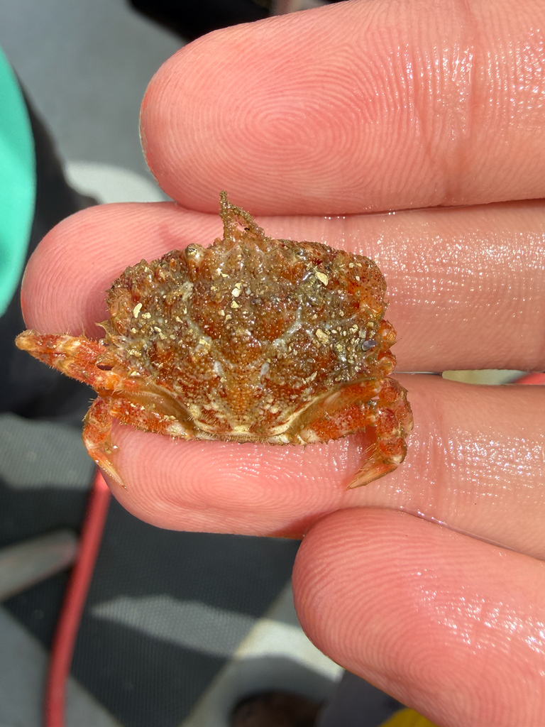 furrowed rock crab