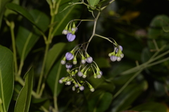 Solanum seaforthianum