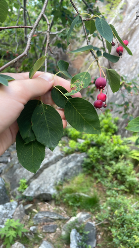 serviceberries