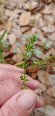 Galium virgatum