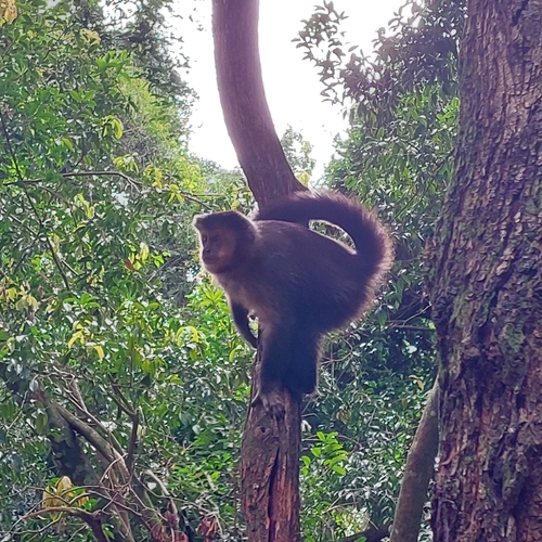 Black capuchin