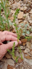 Galium virgatum